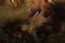 BD-161028-Pura-3533-Ostorhinchus-cyanosoma-(Bleeker.-1853)-[Yellowstriped-cardinalfish].jpg